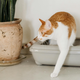 Is Bentonite Litter Right for Your Cat? Pros and Cons of Different Litter Types