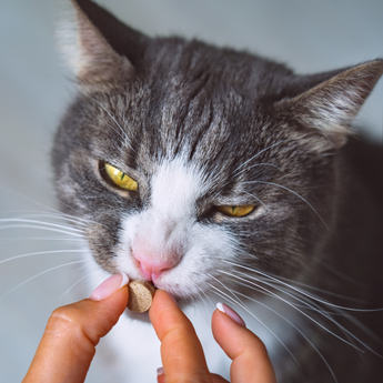 15 Questions to Ask About Your Pet’s Medication