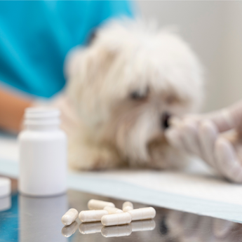 10 Tips For Ordering Your Pet Prescriptions Online