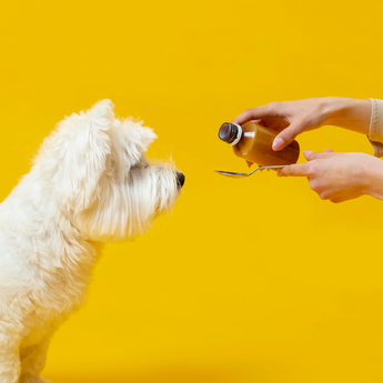 Ordering Pet Medication Online: A Quick Guide