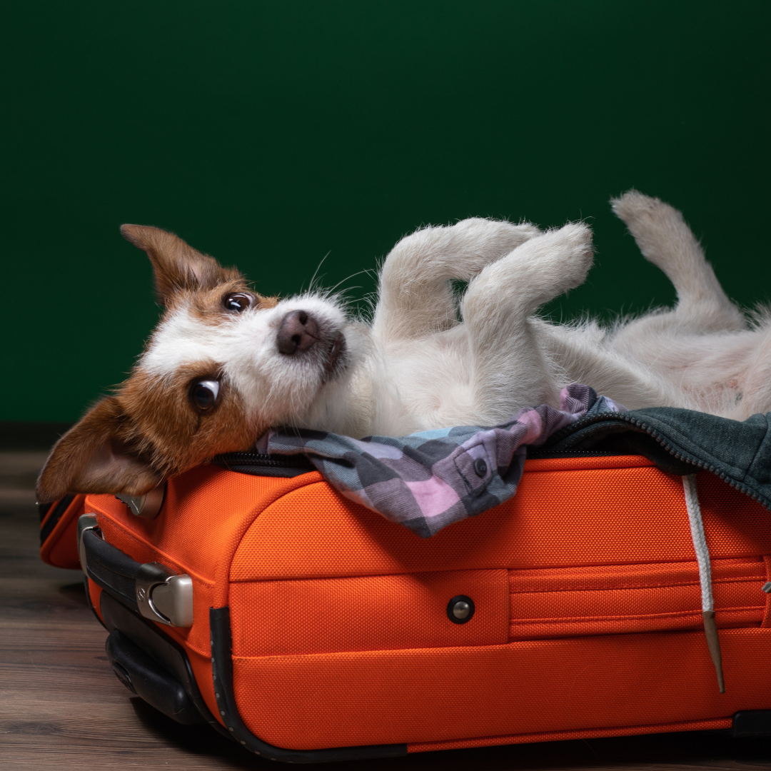 Travelling with Your Pet: Medications to Pack