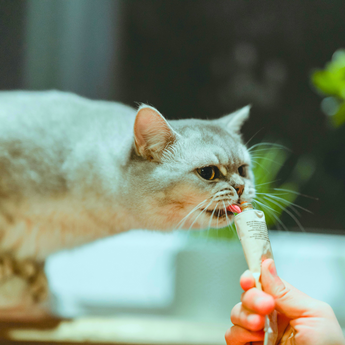 The Best Treats for Cats: What to Look For and Recommended Options