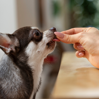 Digestive Supplements for Pets — Necessary, or Nonessential?