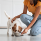 Choosing the Right Probiotic Supplement for Your Pet