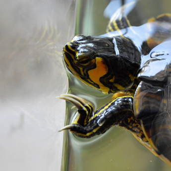 Terrapin Care Troubles: Common Challenges Faced by First-Time Terrapin Owners