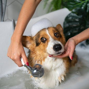 How to Bathe a Dog with Sensitive Skin