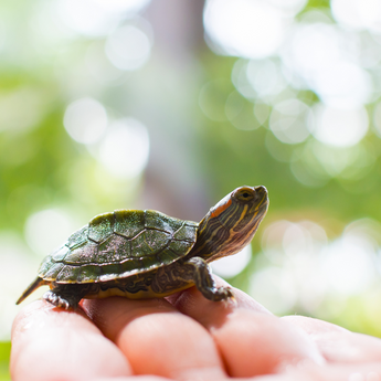 How to Handle a Terrapin: Essential Tips for Terrapin Care