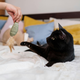 Top 5 Must-Have Cat Play Toys for Cat Owners