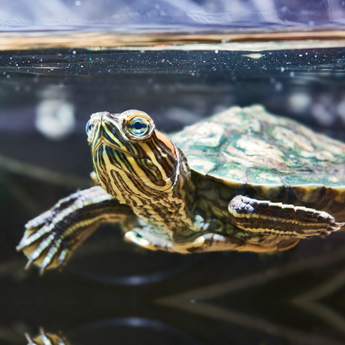 How to Set Up a Terrapin Tank