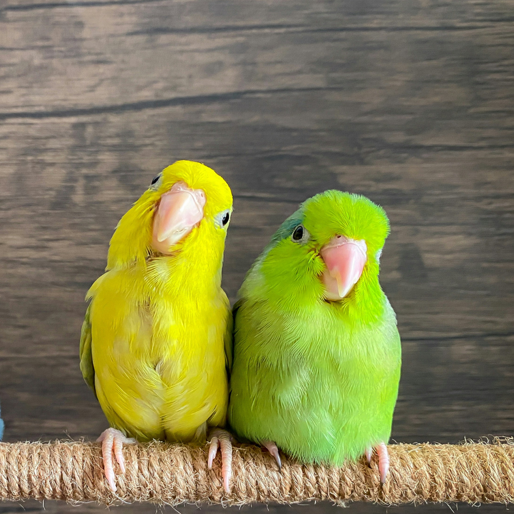 Feathered Friends: Setting Up Your Parrotlet's Perfect Home - Gaia Pets - Success In Finding Your Parrotlet