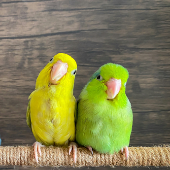 Feathered Friends: Setting Up Your Parrotlet's Perfect Home