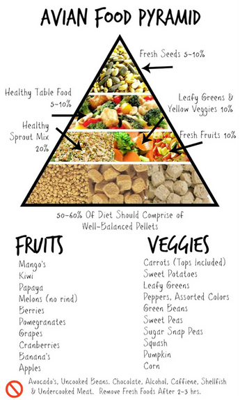 What Should I Feed My Bird? A Guide to the Avian Diet