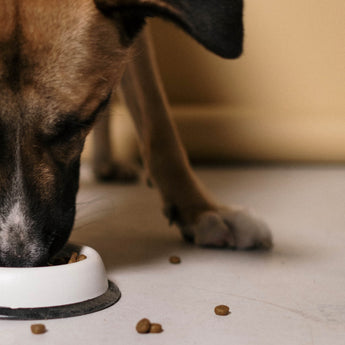 A Pet Owner’s Guide to Choosing the Best Dog Food: Tips and Recommendations