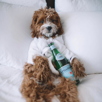 Hydration Heroes: The Role of Water in Your Pet's Digestive and Dental Health