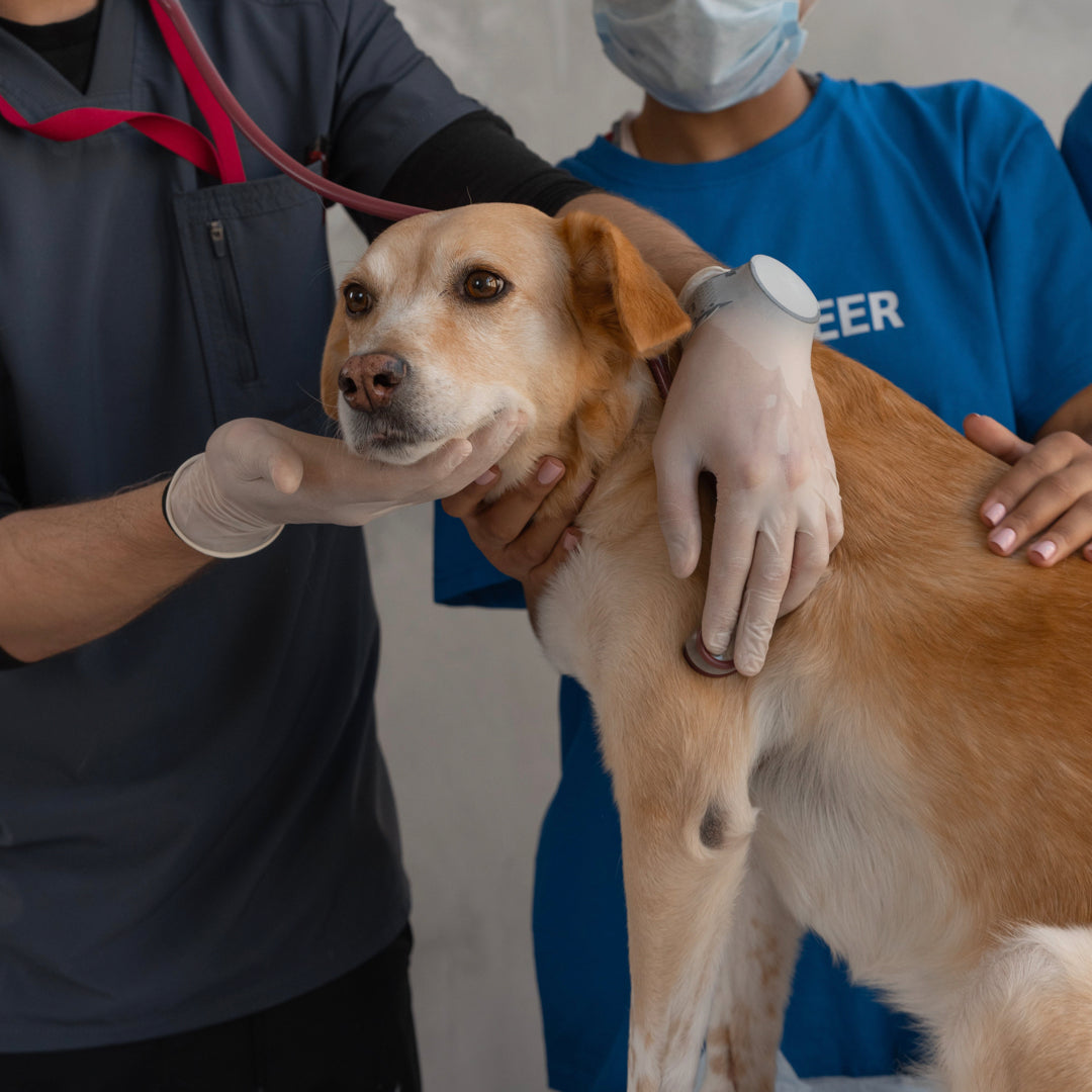 The Importance of Regular Vet Check-Ups: Keeping Your Pet Healthy