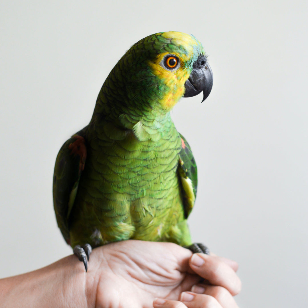Unlocking the Nutritional Secrets of Mazuri Bird Food for Singapore's Avian Companions