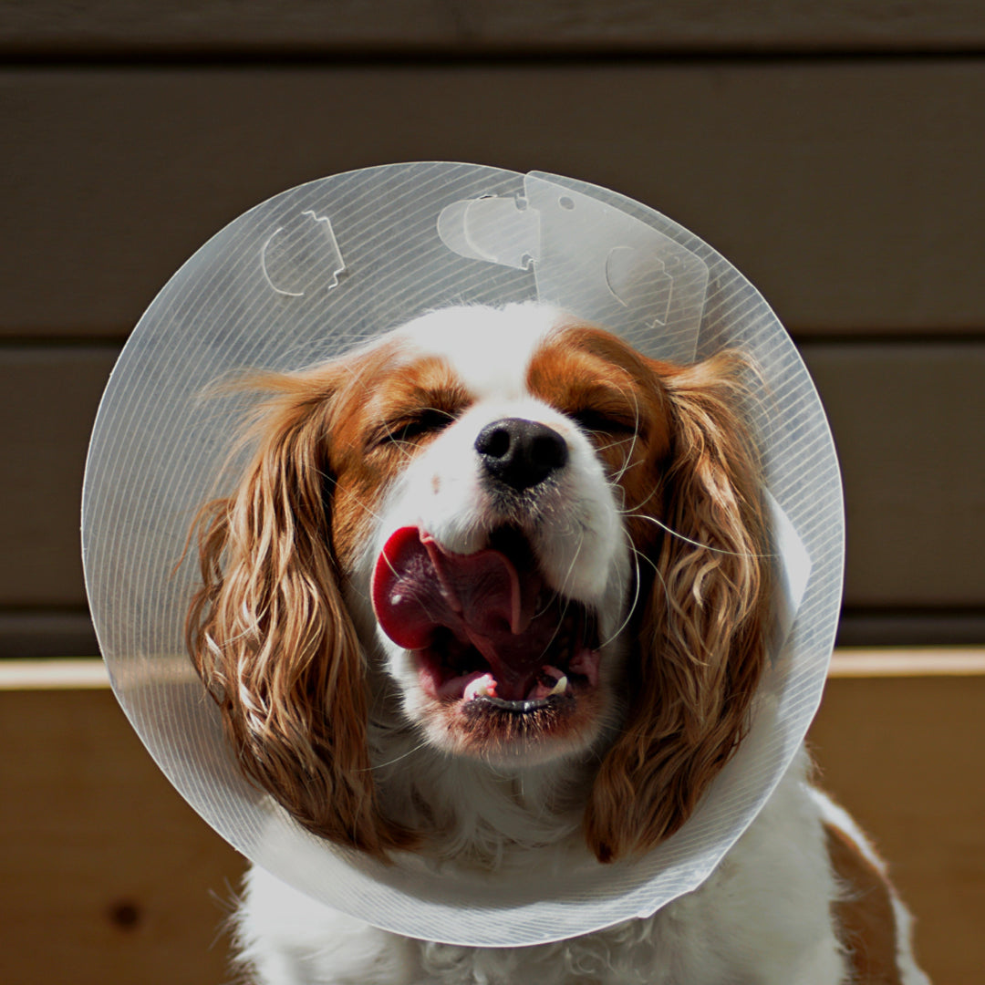 Building a First Aid Kit: Essential Medicine for Singaporean Pet Owners