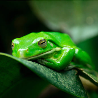 Swim, Slither, or Crawl: Long-Term Care for Non-Traditional Pets