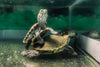 Best types of turtle food based on different life stages