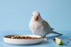 5 Types of Grains to Feed Your Pet Birds
