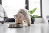 Understanding the Different Types of Prescription Pet Food: A Guide for Pet Owners