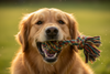 The Complete At-Home Dental Routine for Dogs That Hate Toothbrushing