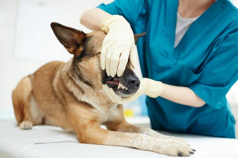 Topical vs. Oral Treatments for Pet Allergies: Which Is Better?