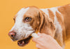 How to Choose Safe, Effective and Affordable Dental Treats for Your Pet