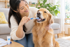 Dog Won’t Let You Brush Their Teeth? 5 Ways to Support Their Dental Health