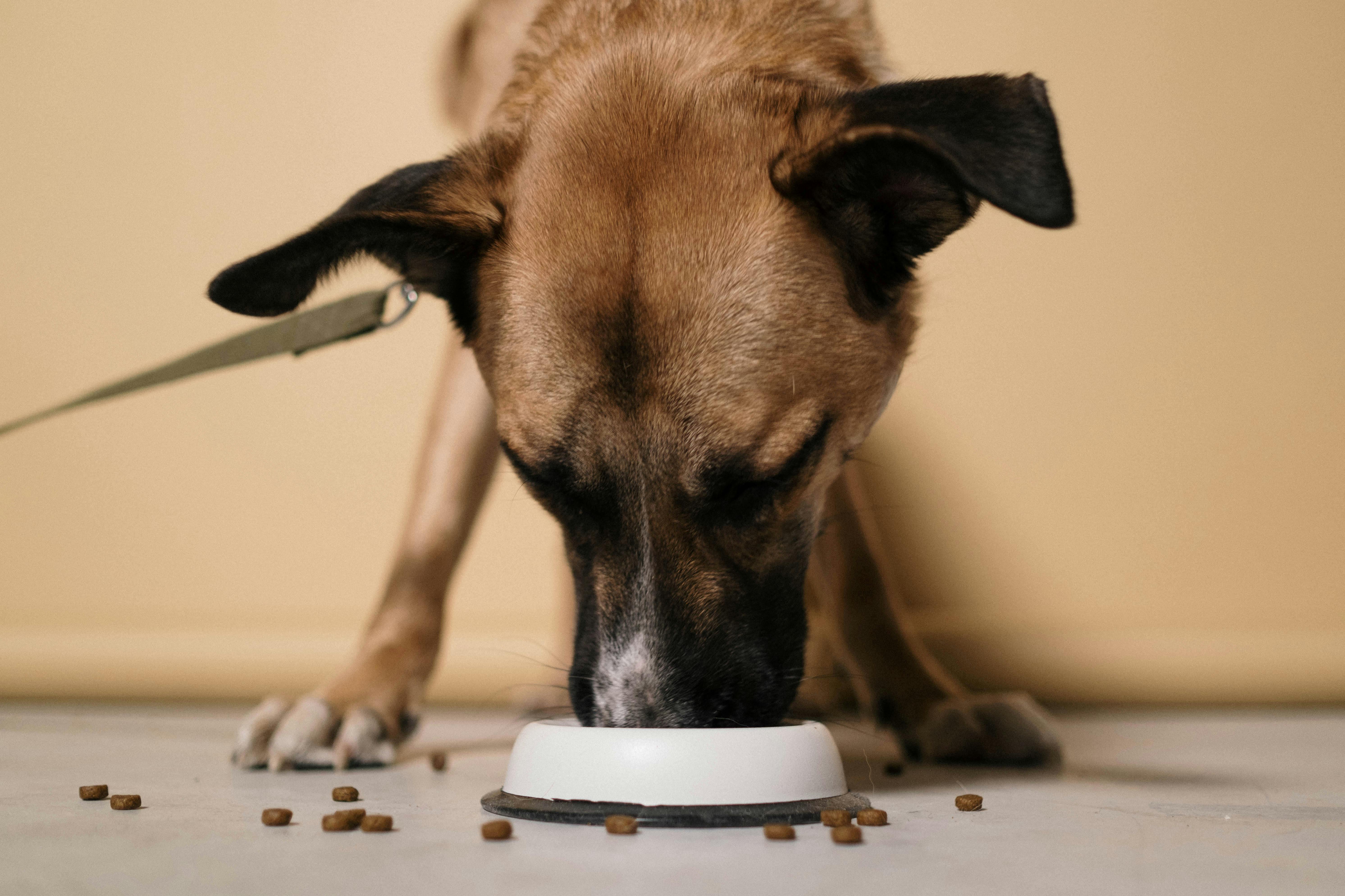 Rotational Feeding for Pets: How it Works