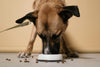 Rotational Feeding for Pets: How it Works