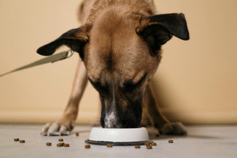 Rotational Feeding for Pets: How it Works