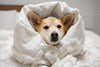 How to Spot and Manage Allergies in Dogs: Symptoms and Solutions