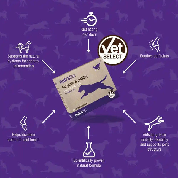 Nutraflex Joint Strength Support For Dogs and Cats (60 Capsules) – Gaia ...